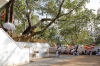 Дерево Шри Маха Бодхи в Анурадхапуре.