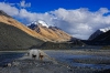 Собачки по дороге к Эвересту на фоне КПП к Горе.